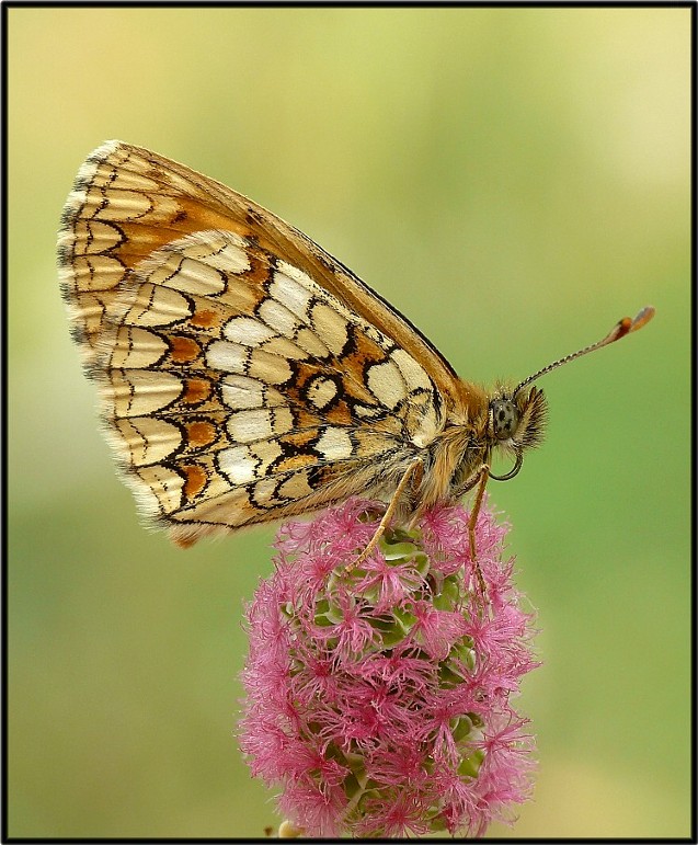 Melitaea athalia